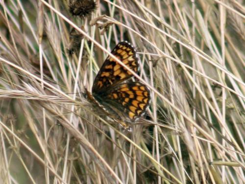 Melitaea athalia celadussa